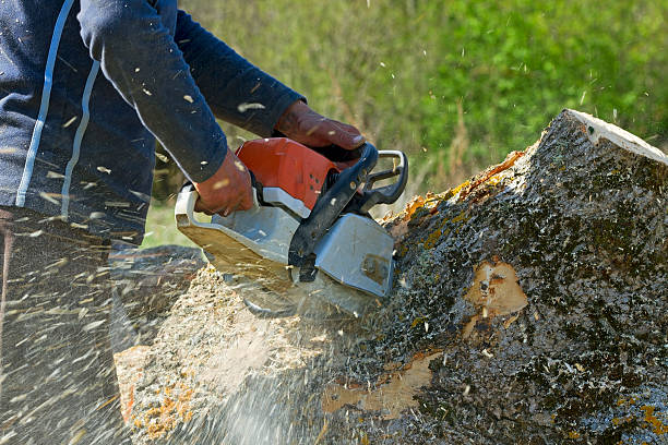 How Our Tree Care Process Works  in  Huntley, IL